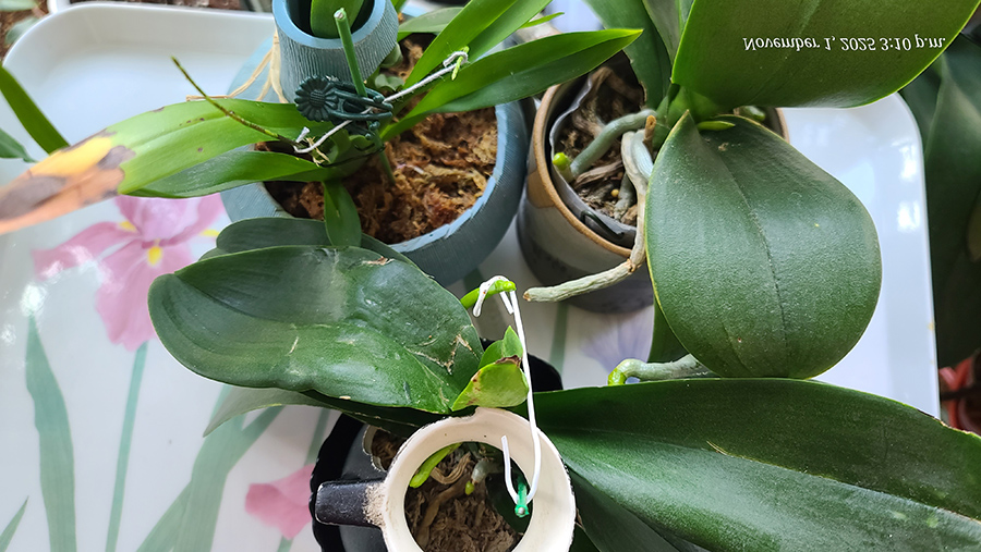 [Image: 20251101-151048.jpg]