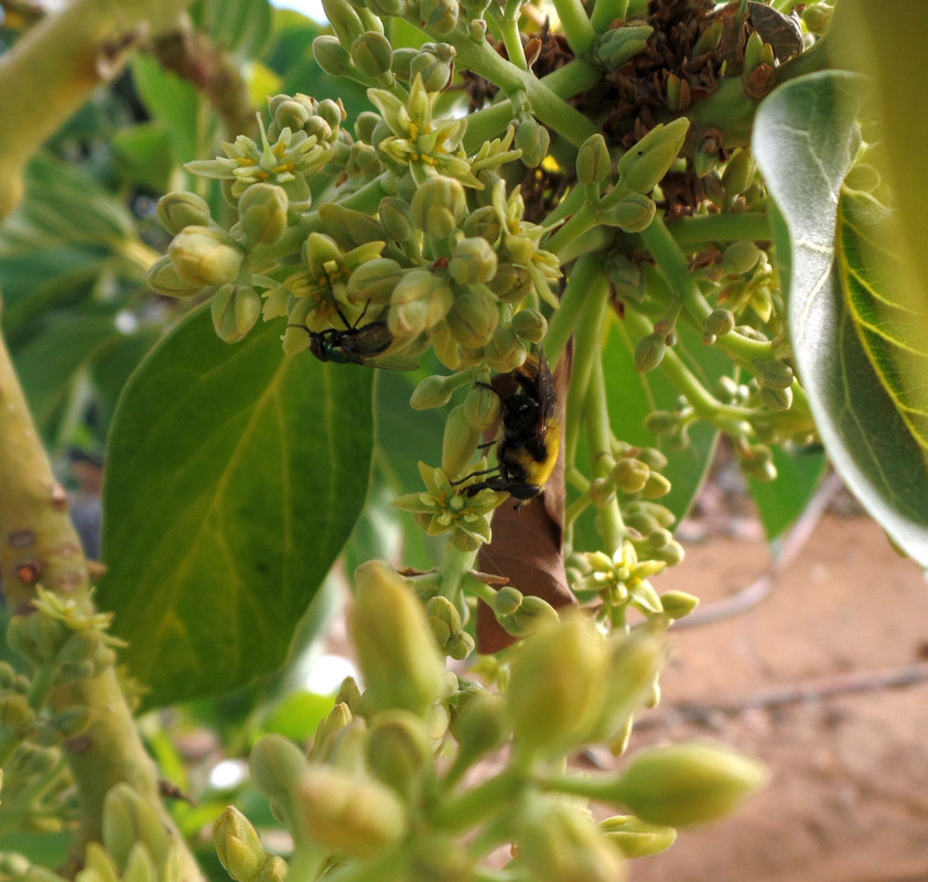 Pollinators