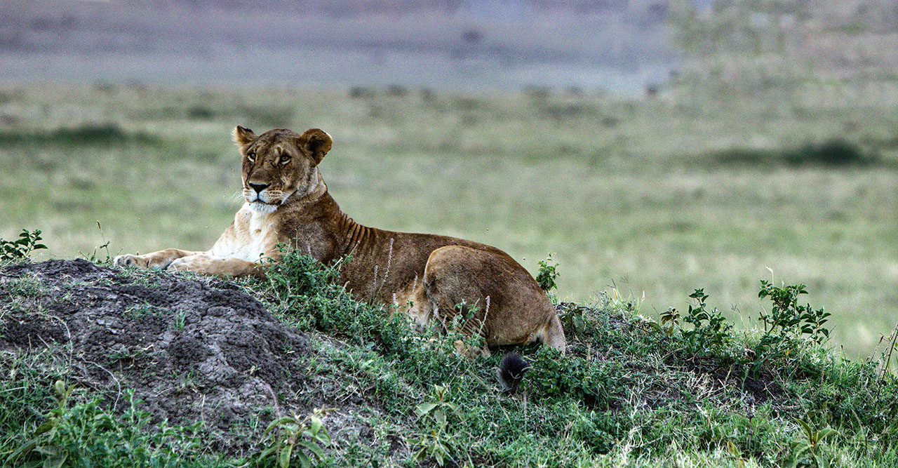 IMAGE: https://i.postimg.cc/nr6KjDK8/Cropped.jpg