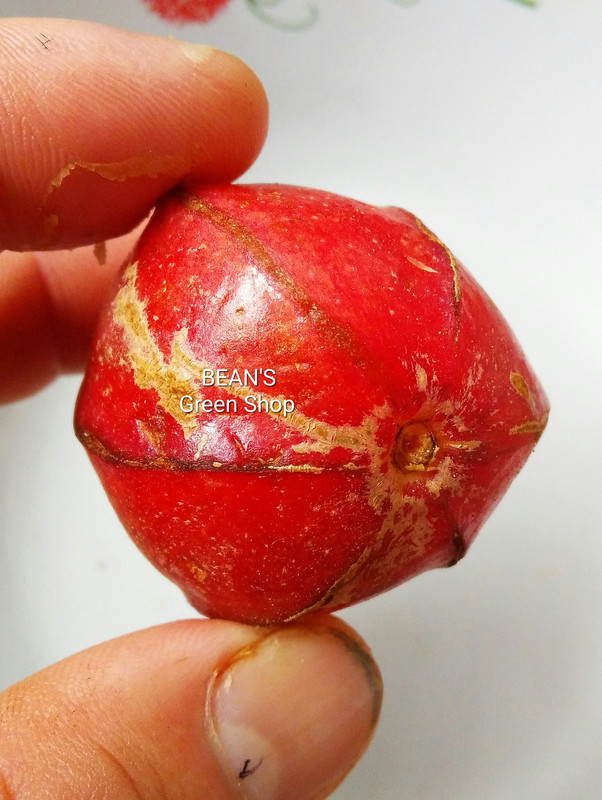 Uchong(Almost round no fins)1