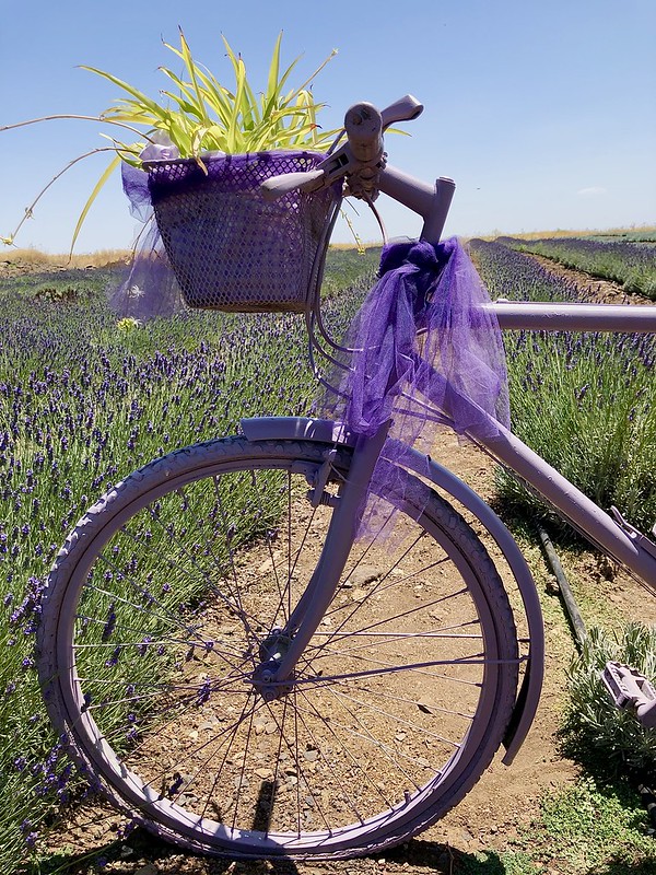 purple-bike-wheel.jpg