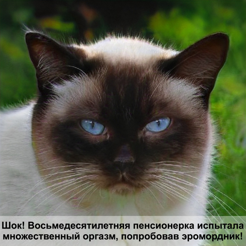 попона для кошки