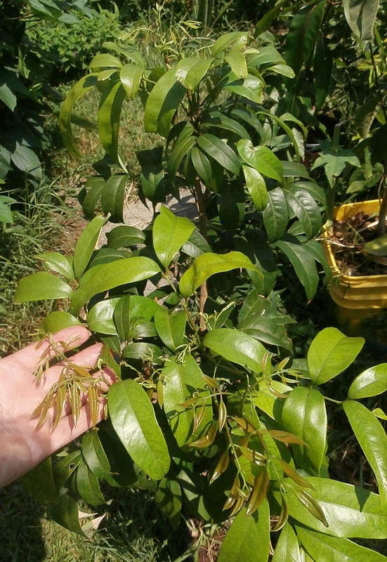 lychee-new-growth