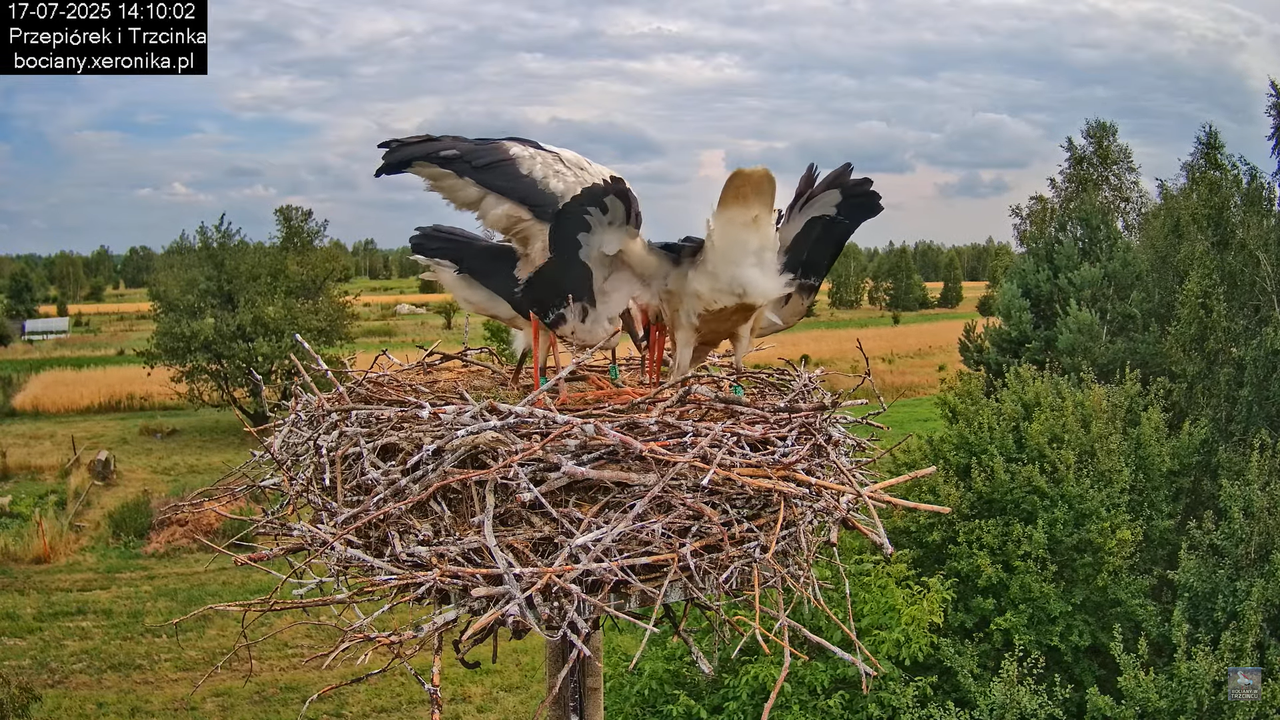 17072025bociany40