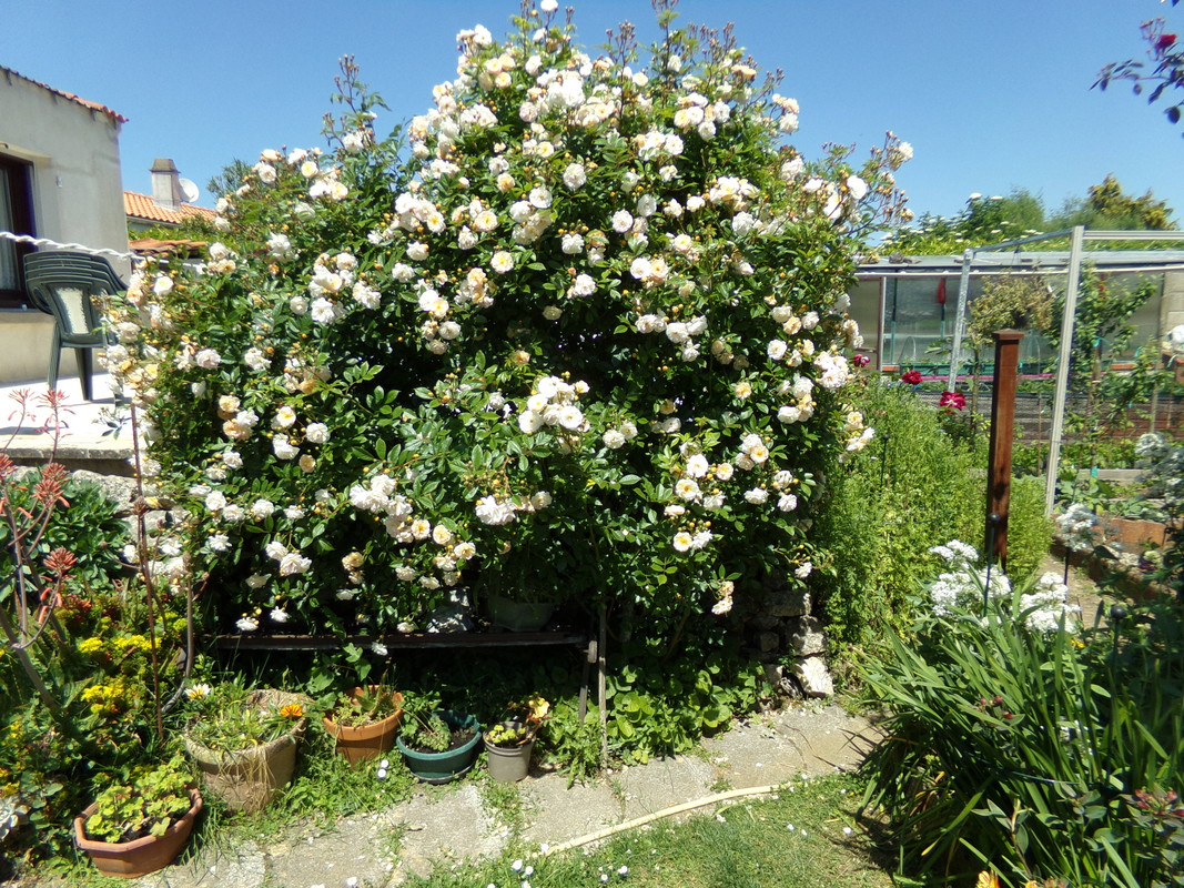 rosier Gyslaine de Féligonde