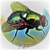 FlieToken-(-FIT-)-token-logo