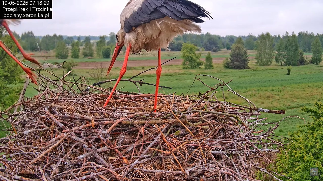 19052025bociany13