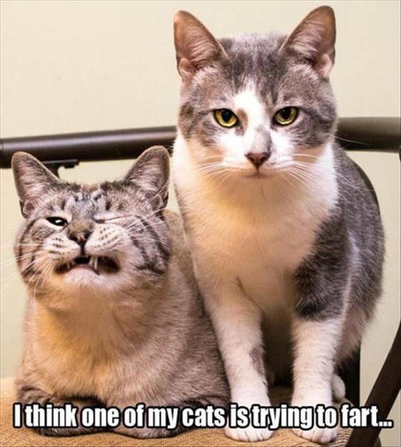 Cat Humor #7