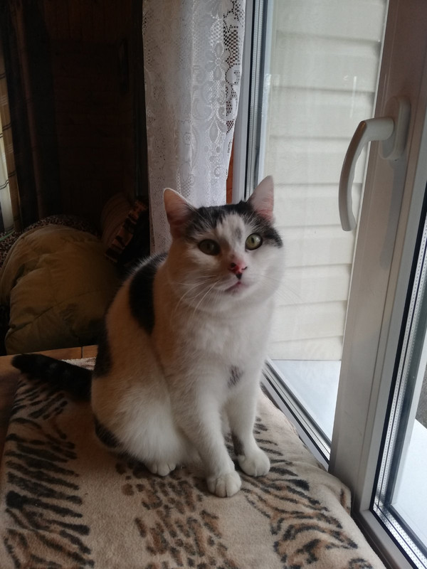 изображение_viber_2020-02-04_19-32-07