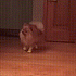 https://i.postimg.cc/nrBTNc6G/0-560.gif