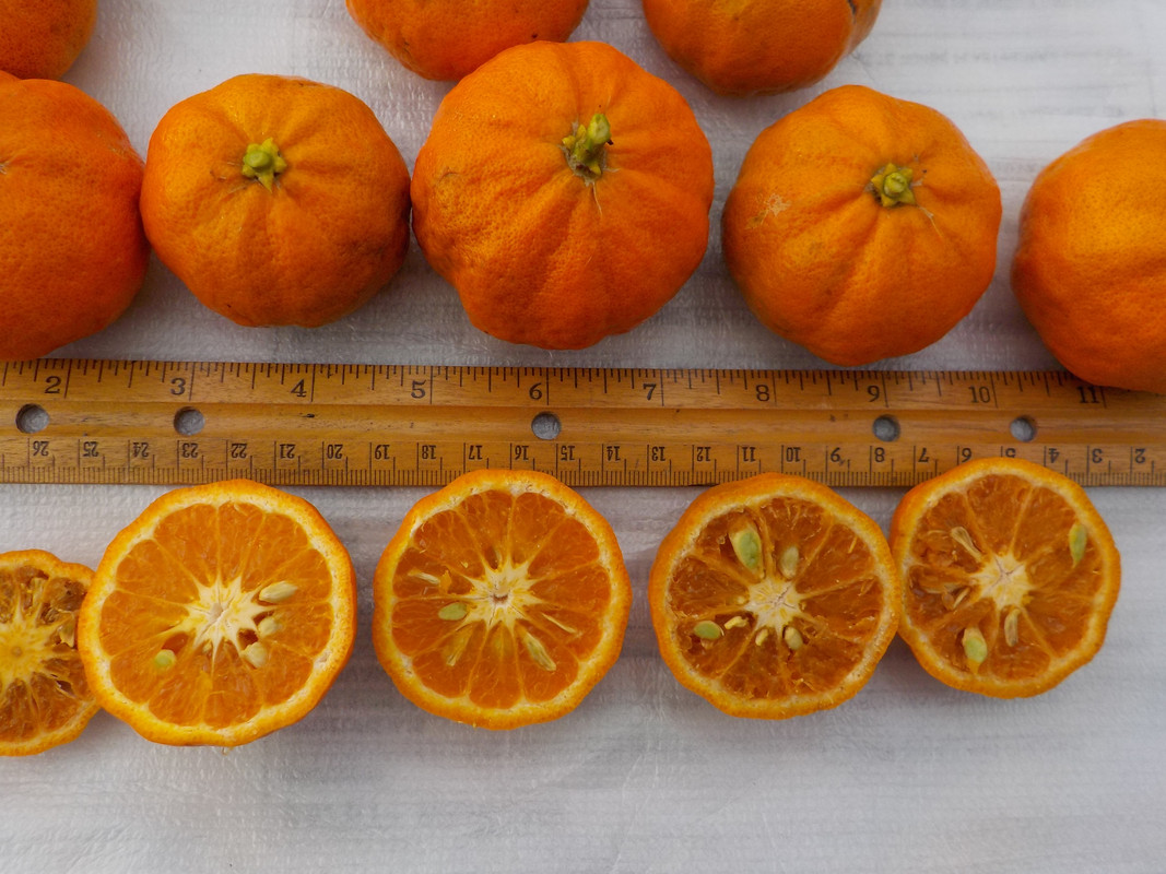 Changsha fruit 2021 2