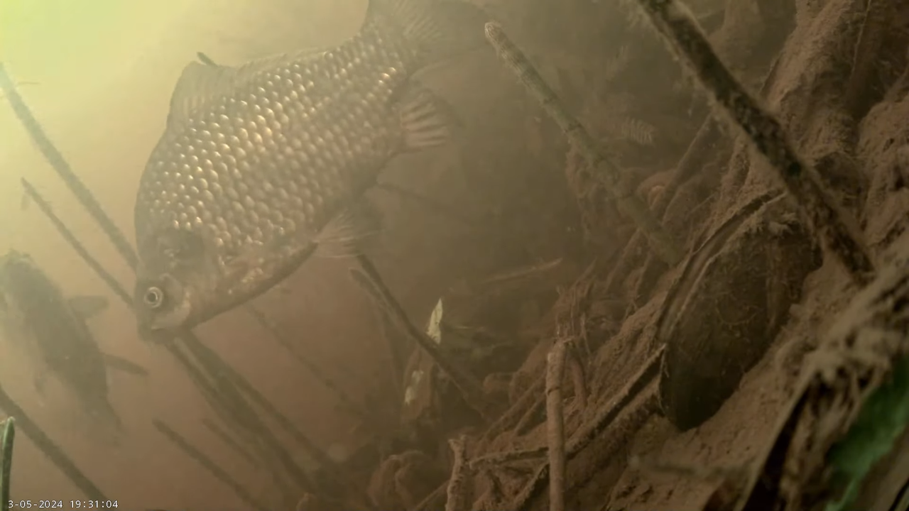 Zivju nārsts 2024 kamera 2 9-18-56 screenshot