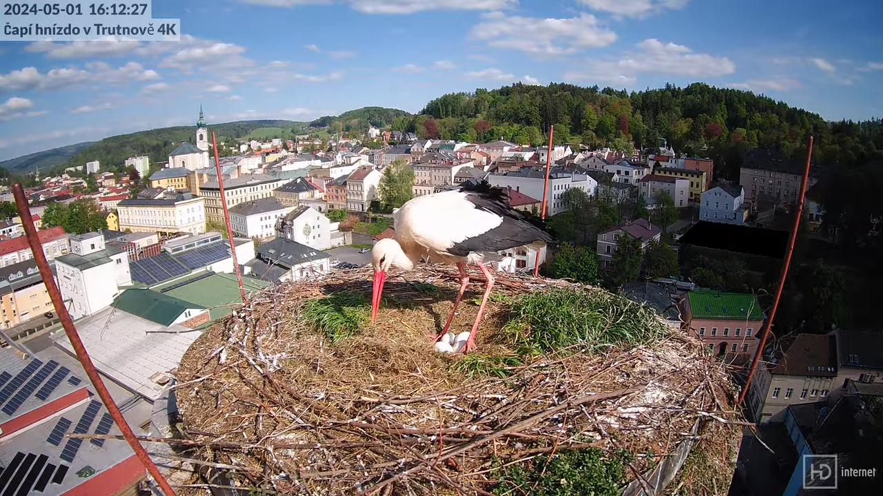Tiešraidē no stārķa ligzdas uz alus darītavas skursteņa Trutnovā 11-0-57 screenshot