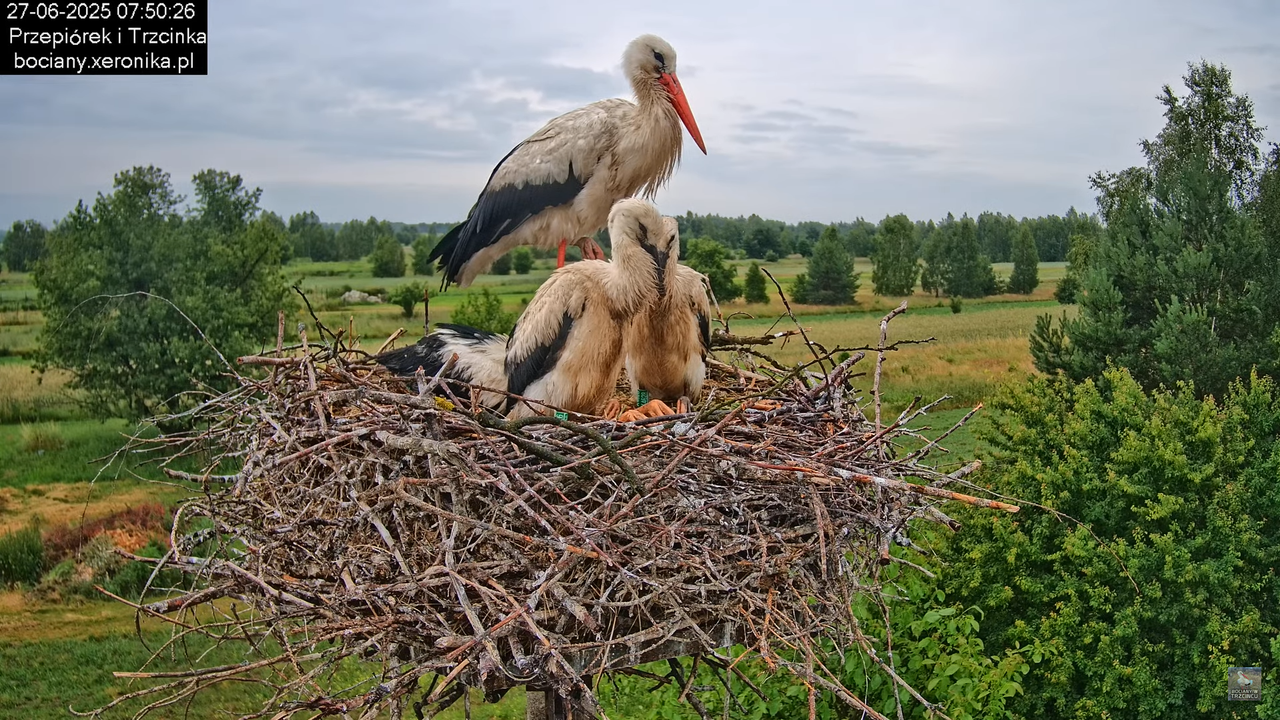 27062025bociany17