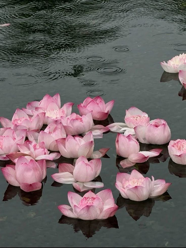 rose petals