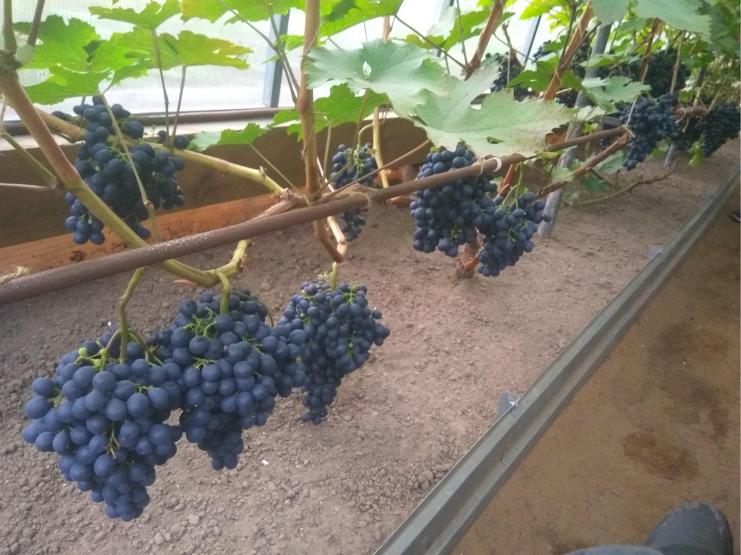 Астраханский розовый фото от 22.08.2018