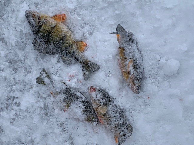 Perch Ice -2021