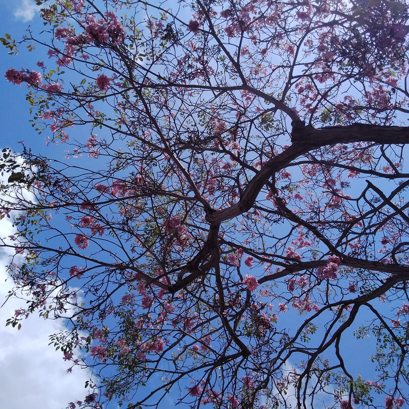 Зимовка в Центральной Америке-2024, семь стран за два месяца - не съесть, но надкусить. Зимовка в Центральной Америке-2024, семь стран за два месяца - не съесть, но надкусить.