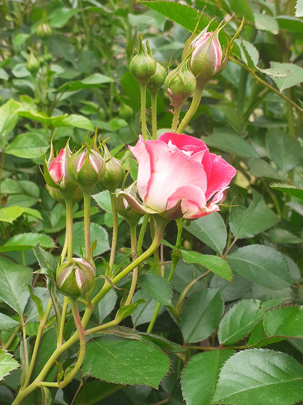 Cerishe Flower Cirkus
