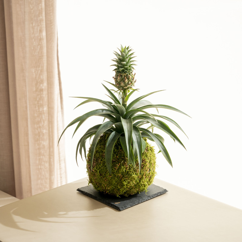 Ananas Kokedama
