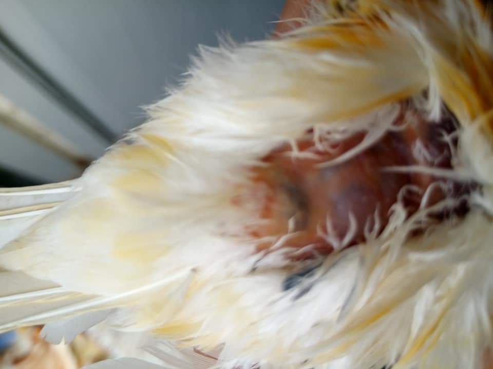 صورة