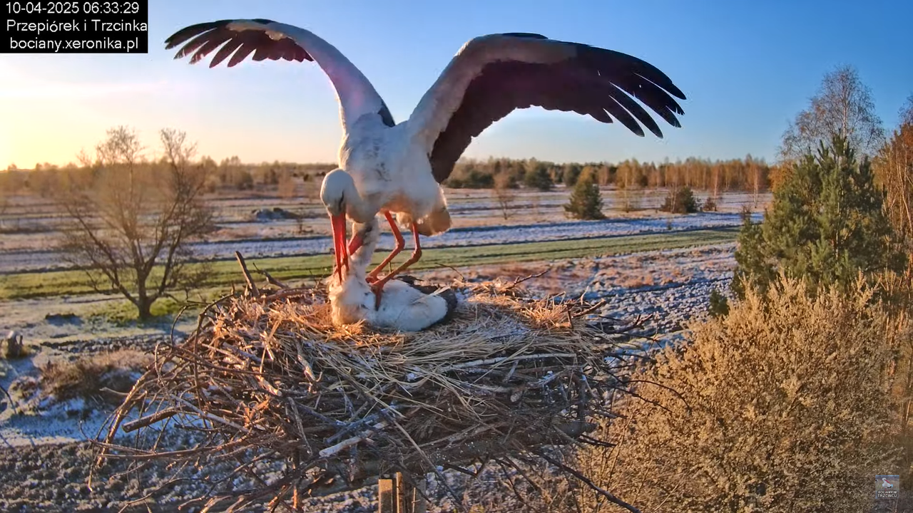 10042025bociany (16)