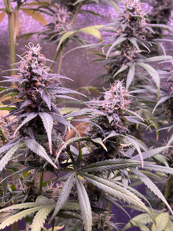 A51EA6E9-E205-4334-A9C8-CC3276E9659B