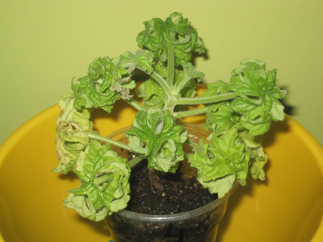 В день покупки 29.11.2022 г