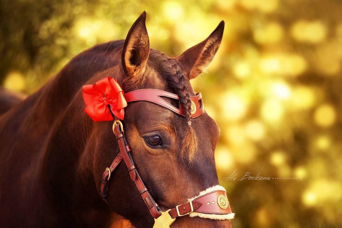 andalusian-horse-by-alla-equi-de8vybg-pre.jpg