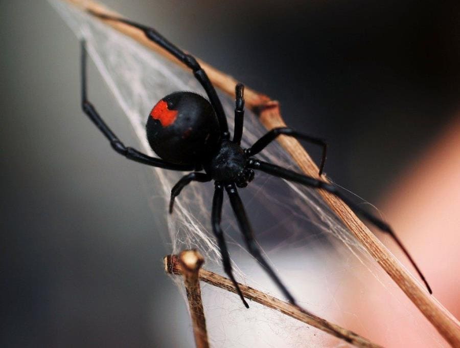 Чёрная вдова Latrodectus - шокирующие факты о легендарном пауке-убийце Чёрная вдова Latrodectus - шокирующие факты о легендарном пауке-убийце