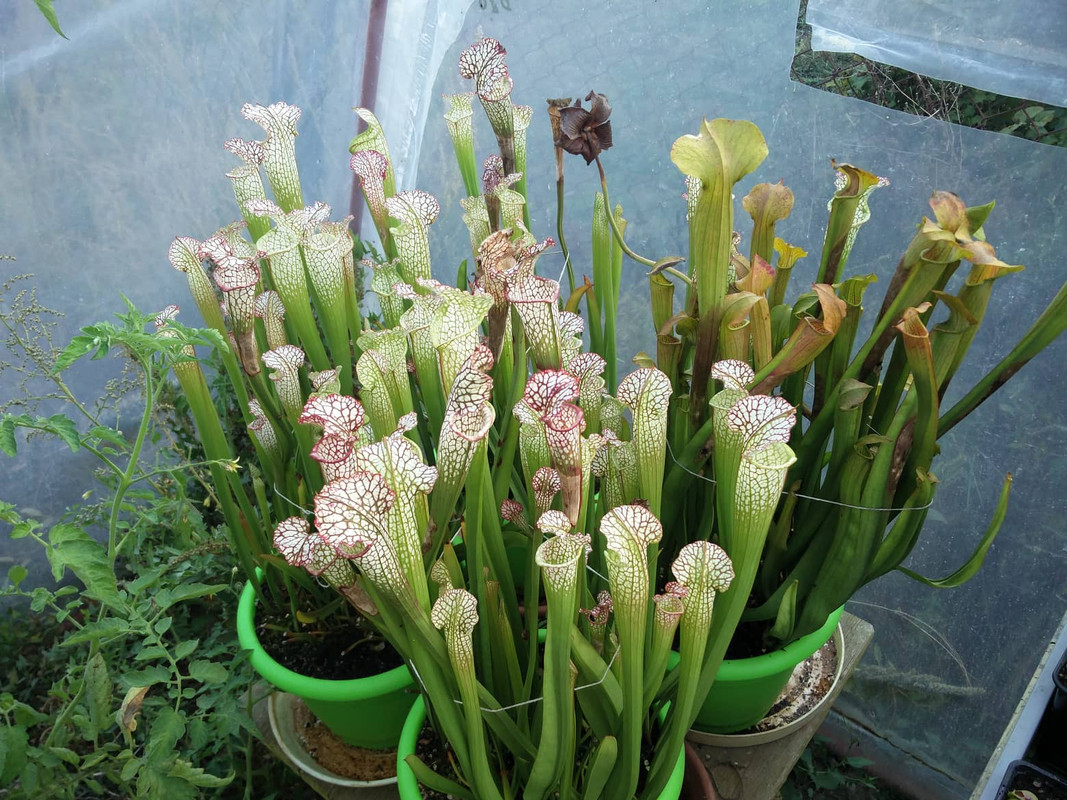 56509944_760552467678746_2837238769919197184_n