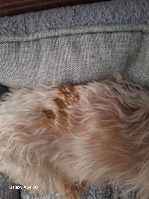 [Image: 20240722-175810.jpg]