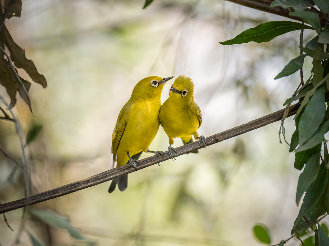 Zuidelijke Afrikaanse Brilvogel (Namibië, 9/2024) – Niet bestaande soort.