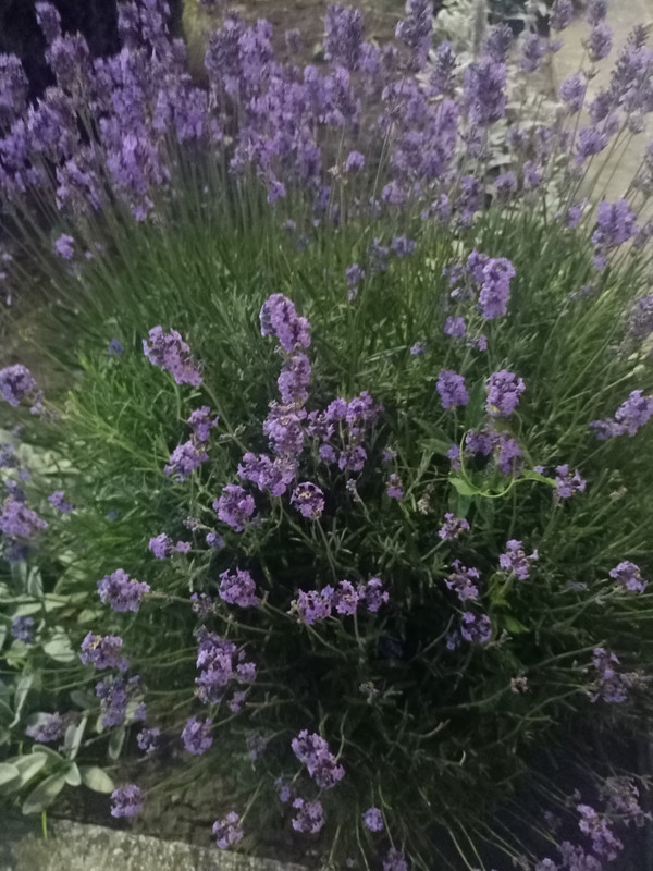 IMG20210701202901.jpg