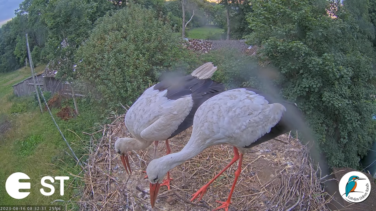 Baltie stārķi (Ciconia ciconia) Tukuma novadā - LDF tiešraide __ White storks in Tukums, Latvia 11-5