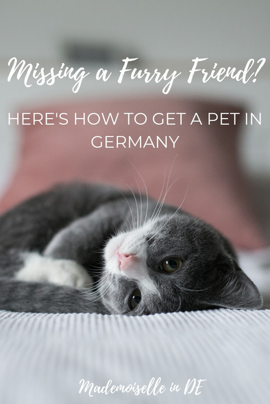 Getting a pet in Germany