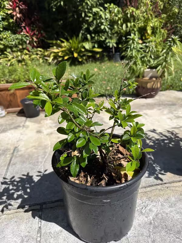 EMinRehab325b