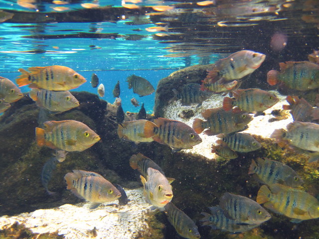 Vídeo Cenote Manatí, Riviera Maya, México ✈️ Foro Riviera Maya y Caribe Mexicano