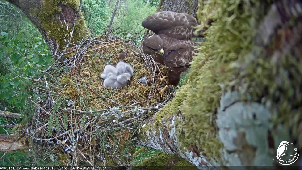 Melnās klijas (Milvus migrans) Kurzemē_ peļu klijāni (Buteo buteo) 12-30-47 screenshot