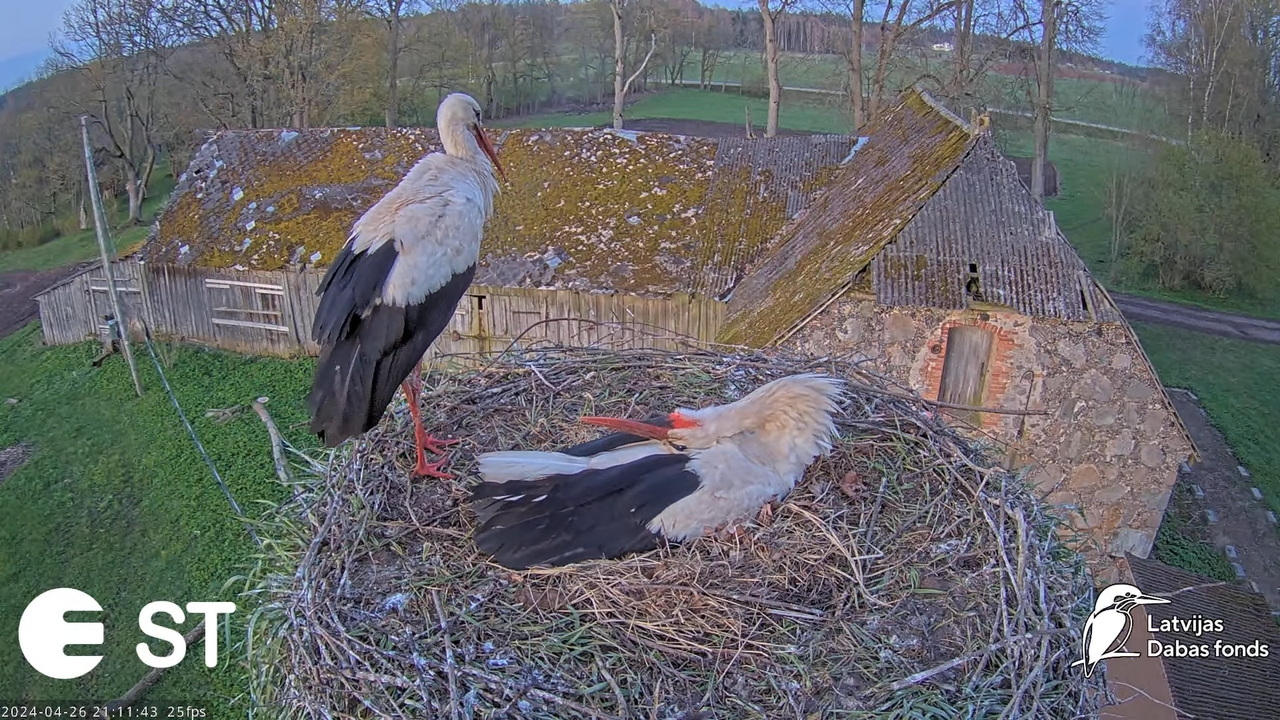 Baltie stārķi (Ciconia ciconia) Tukuma novadā - LDF tiešraide __ White storks in Tukums, Latvia 11-5