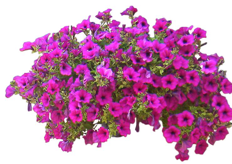 surfinia_cut_out_png_by_hermitcrabstock_da4tw5l