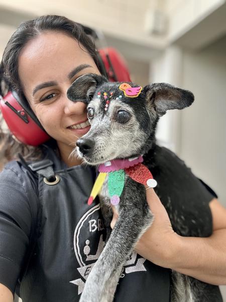 Cão idoso no Cuidado Sênior