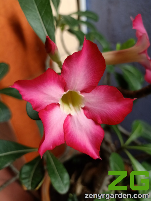 adenium-obesum-desert-rose-plant.jpg
