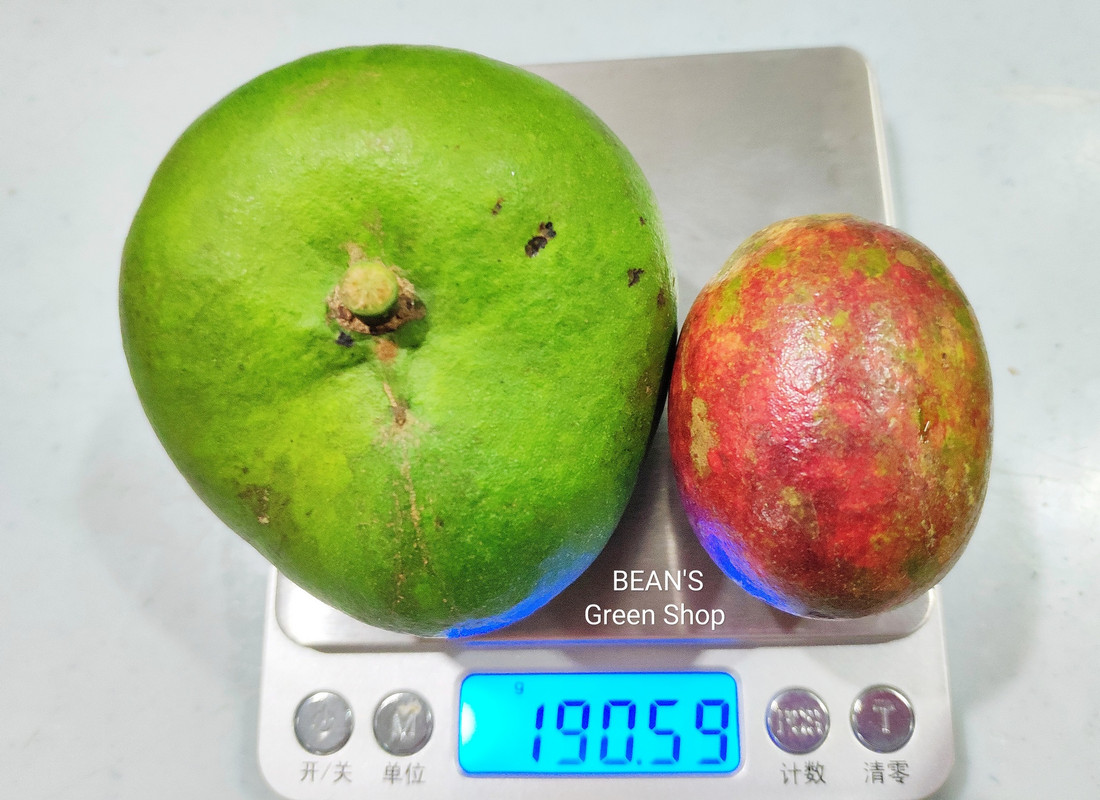 pacific lychee(L) vs matoa(R) photo2