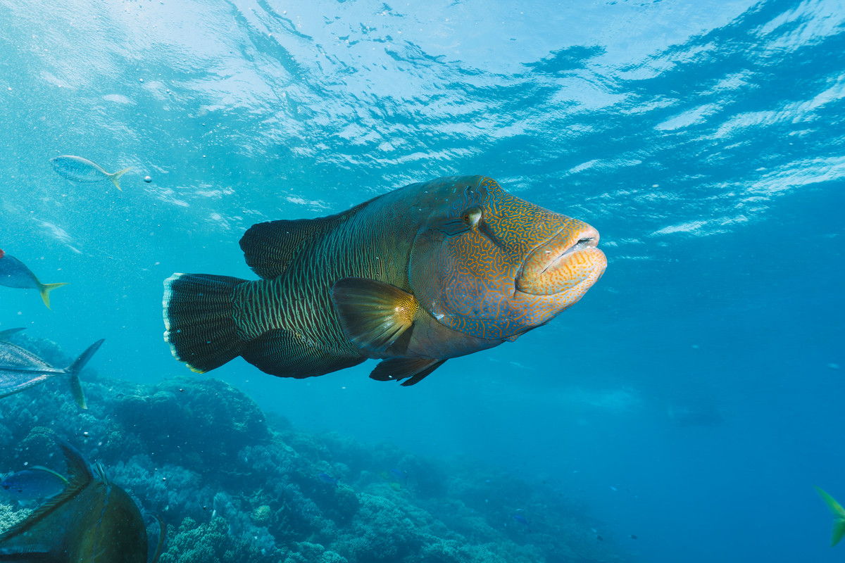 Humphead wrasse swimming over coral reef in the Great Barrier Reef