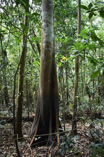 3 SEMANAS EN PERÚ del Amazonas a Machu Picchu 2019 - Blogs de Peru - Día 2. Iquitos Treking, pirañas, sunset y tarantulas (5)