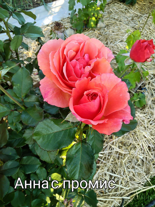 IMG_20250306_100518