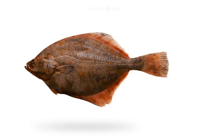 حجام/ Halibut — تازہ مچھلی کراچی