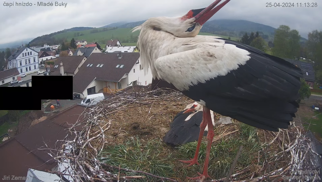 Tiešraides kamera — Mladé Buky — stārķa ligzda 10-36-11 screenshot