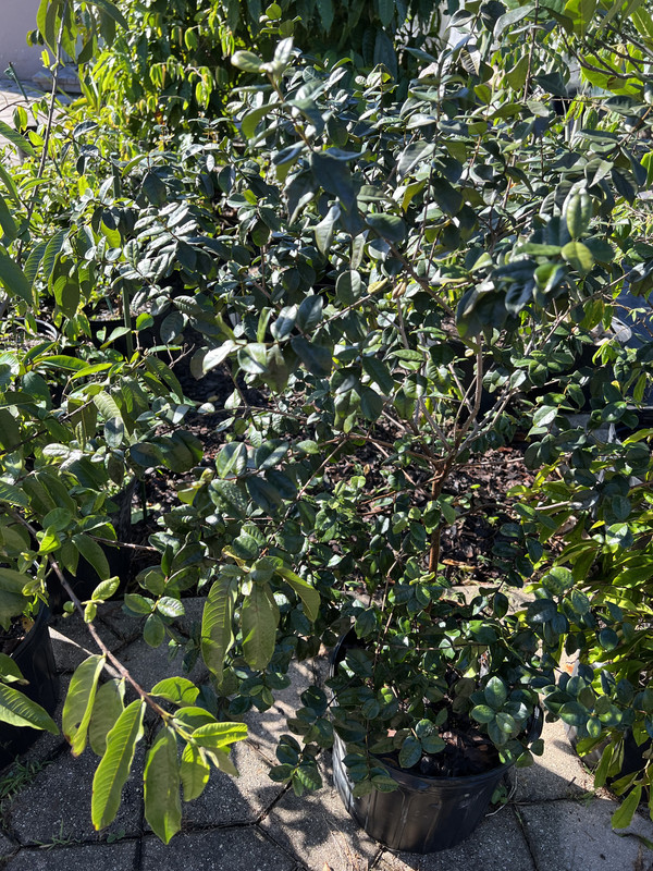 8EE4AA21-8071-499A-A8B5-360610FF0036